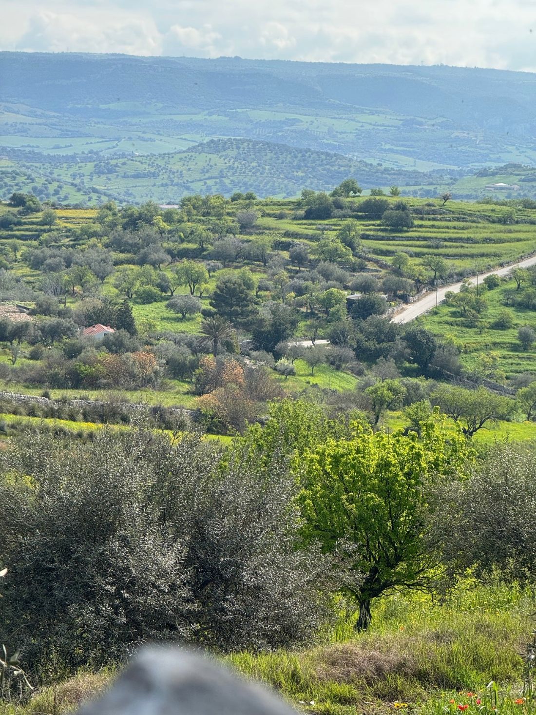 Sicilian Organic Olive Groves – Source of High Polyphenols Extra Virgin Olive Oil Sicilian countryside with organic olive groves producing high polyphenols extra virgin olive oil, early harvest, first cold pressed