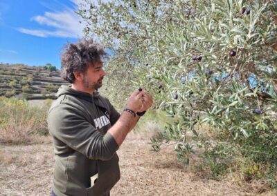 Man hand-picking ripe organic olives high in polyphenols from Sicilian olive tree for premium extra virgin olive oil production
